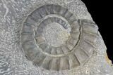 Multiple Devonian Ammonites (Anetoceras) on Rock - Morocco #87252-4